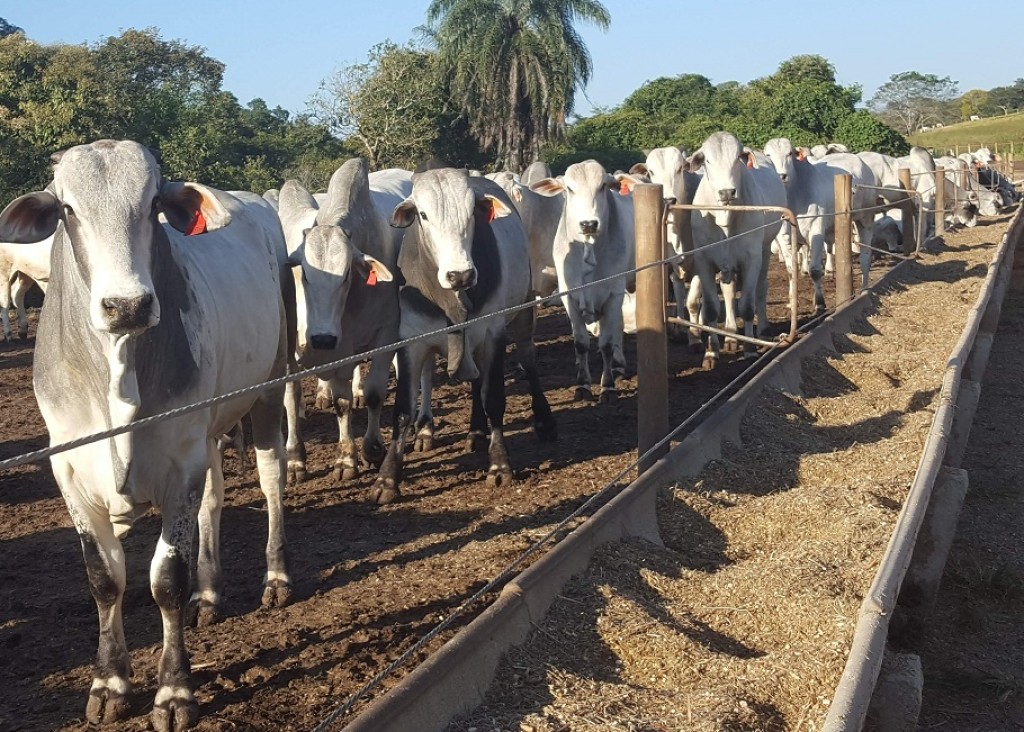 Brasil já é o segundo maior confinador de gado do mundo