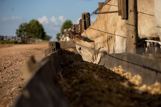 Tecnologia muda a pecuária e Mato Grosso bate recorde no abate de bovinos