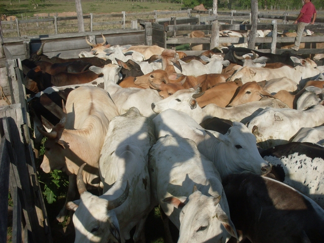 Gado que possivelmente foi furtado