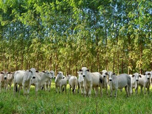 Projeto é parte de experimento que tem duração de longo prazo (16 anos). (Foto: Divulgação assessoria/Embrapa)