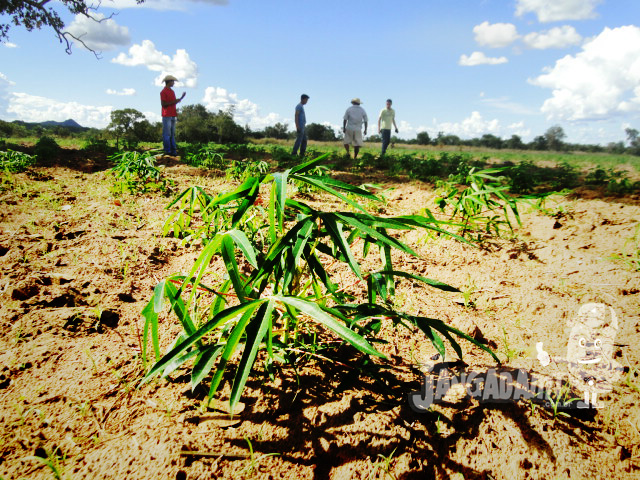 Objetivo do projeto é facilitar a plantação e aumentar a produção da mandioca