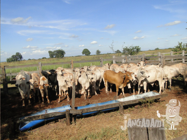 Preços de bezerros sobem cerca de 9% em Mato Grosso em 2013